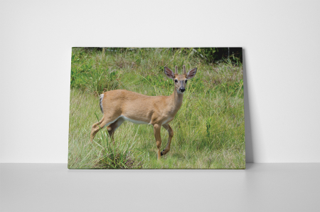 Tablou canvas : Caprioara [1]