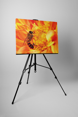 Tablou canvas : Albinuta harnica [2]