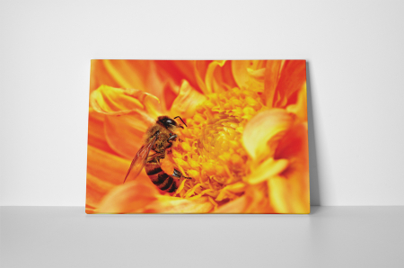 Tablou canvas : Albinuta harnica [1]