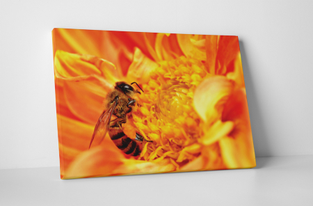 Animale - Tablou canvas : Albinuta harnica