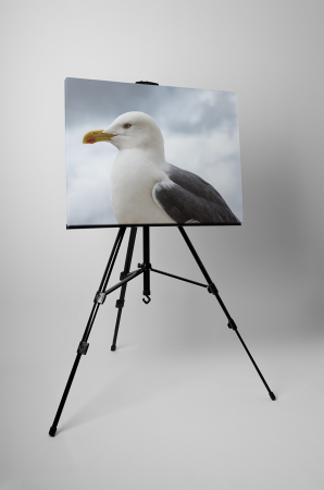 Tablou canvas : Regele pescarusilor [2]