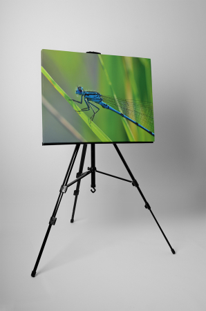 Tablou canvas : Libelula [2]