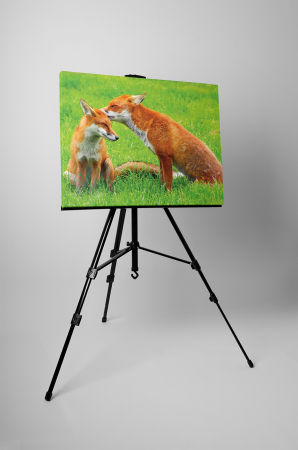 Tablou canvas : Familie de vulpe [2]