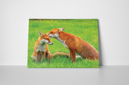 Tablou canvas : Familie de vulpe [1]