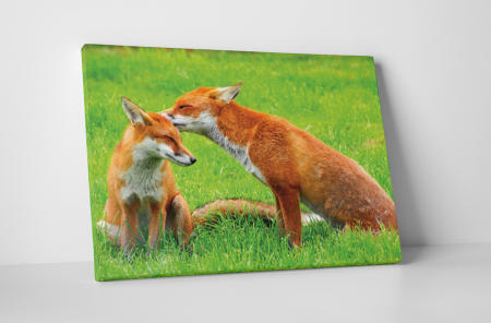 Animale - Tablou canvas : Familie de vulpe