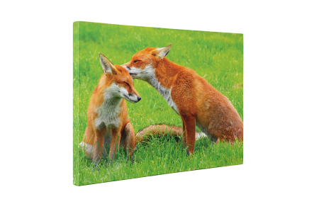 Tablou canvas : Familie de vulpe [4]