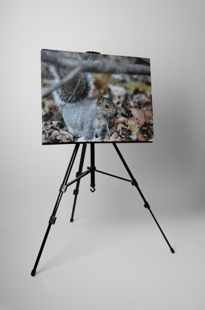 Tablou canvas : Veverita pufoasa [2]