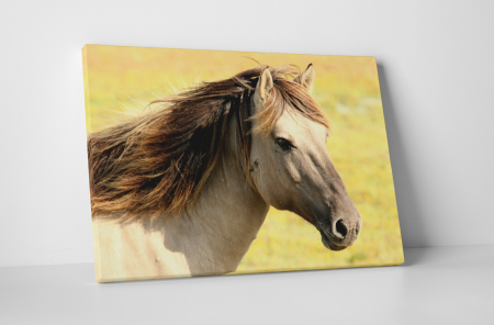 Animale - Tablou canvas : Armasar