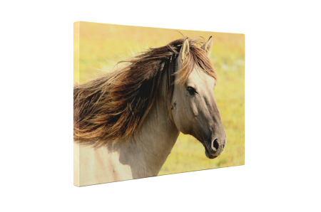 Tablou canvas : Armasar [1]