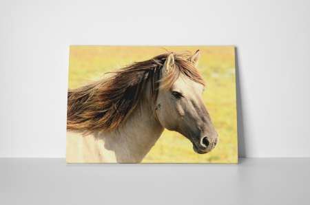 Tablou canvas : Armasar [3]