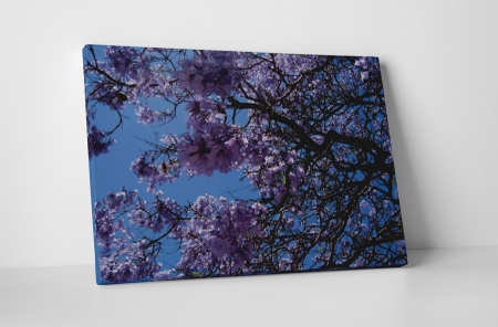 Natură - Tablou canvas : Floricele mov