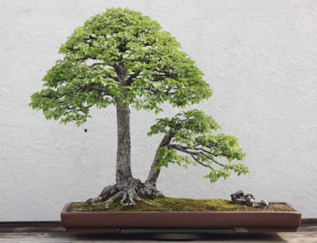 Tablou canvas : Bonsai ulm chinezesc [3]