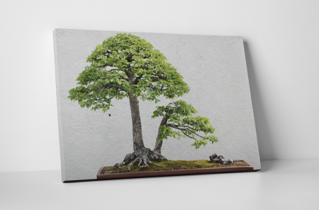 Tablouri Canvas - Tablou canvas : Bonsai ulm chinezesc