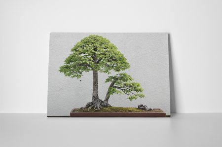 Tablou canvas : Bonsai ulm chinezesc [1]