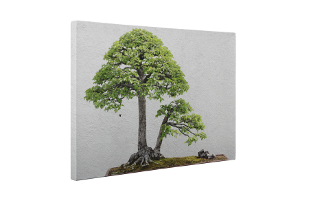 Tablou canvas : Bonsai ulm chinezesc [4]