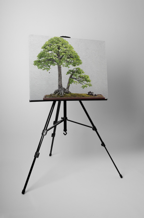 Tablou canvas : Bonsai ulm chinezesc [2]