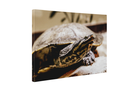 Tablou canvas : Broasca testoasa [4]