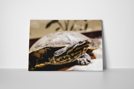 Tablou canvas : Broasca testoasa [1]