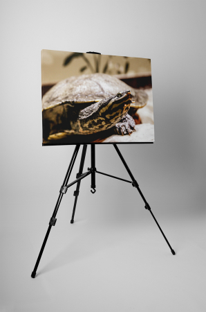 Tablou canvas : Broasca testoasa [2]