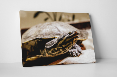 Animale - Tablou canvas : Broasca testoasa