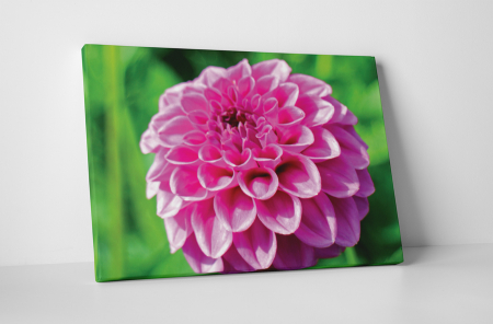 Tablouri Canvas - Tablou canvas : Dalia
