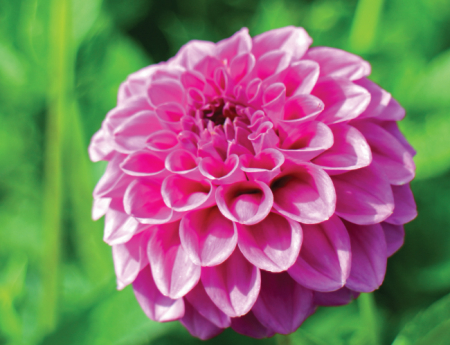 Tablou canvas : Dalia [3]