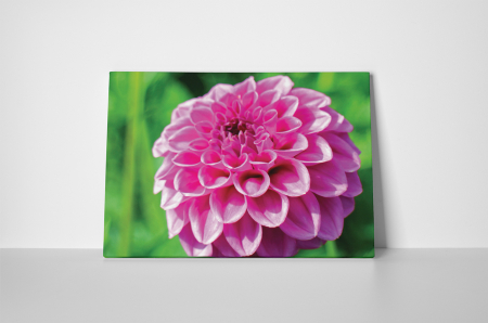Tablou canvas : Dalia [1]