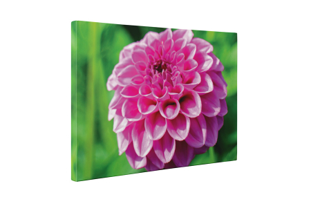 Tablou canvas : Dalia [4]