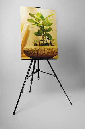 Tablou canvas : Bonsai micut [2]