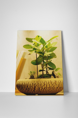 Tablou canvas : Bonsai micut [1]