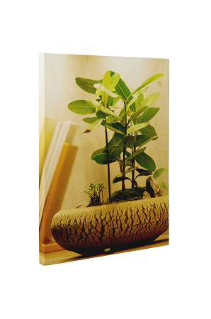 Tablou canvas : Bonsai micut [4]