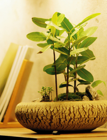 Tablou canvas : Bonsai micut [3]