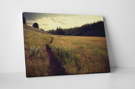 Natură - Tablou canvas : Carare pe camp