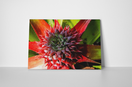 Tablou canvas : Frunze de ananas [1]