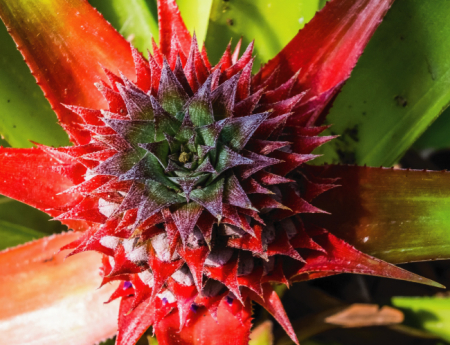 Tablou canvas : Frunze de ananas [3]