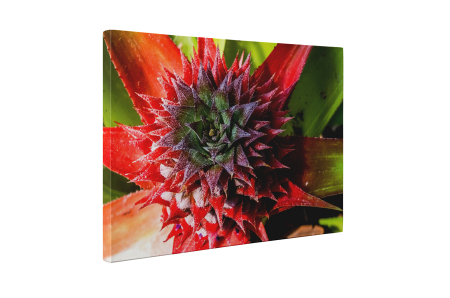 Tablou canvas : Frunze de ananas [4]