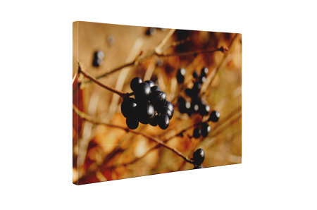 Tablou canvas : Coacaze negre [4]