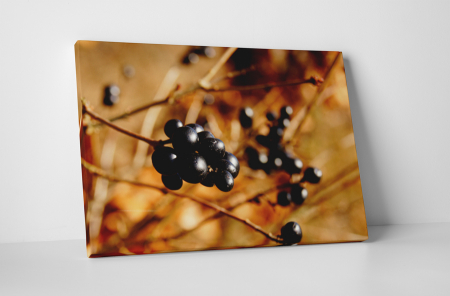 Gastronomie - Tablou canvas : Coacaze negre