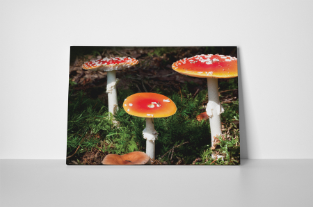 Tablou canvas : Ciuperci [1]