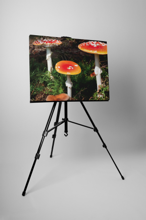 Tablou canvas : Ciuperci [2]