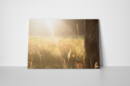 Tablou canvas : Campul umplut cu raze de soare [1]