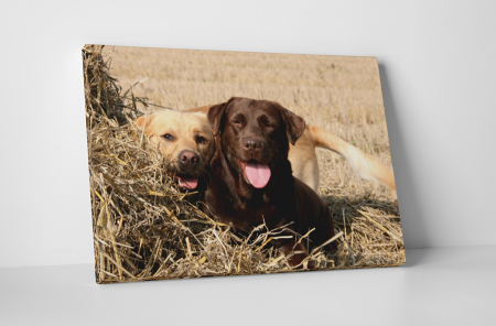 Animale - Tablou canvas : Cuplu Labrador