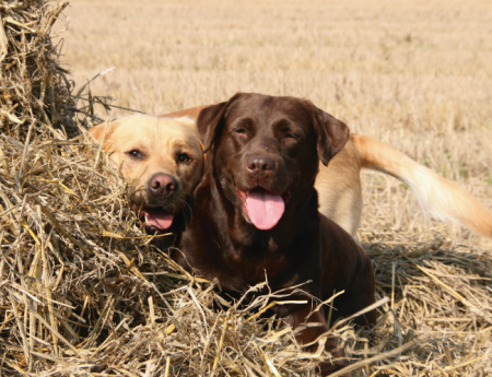 Tablou canvas : Cuplu Labrador [3]