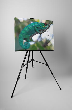 Tablou canvas : Cameleonul pe creanga [2]