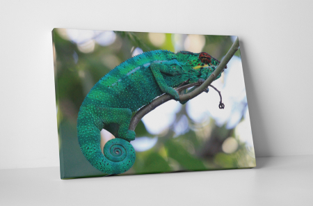 Animale - Tablou canvas : Cameleonul pe creanga