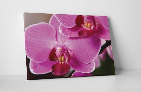Tablouri Canvas - Tablou canvas : Florile orhideei