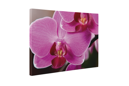 Tablou canvas : Florile orhideei [4]