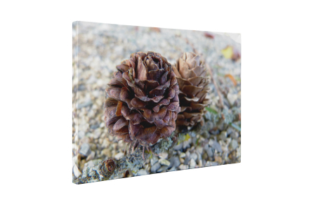 Tablou canvas : Conuri mici [4]
