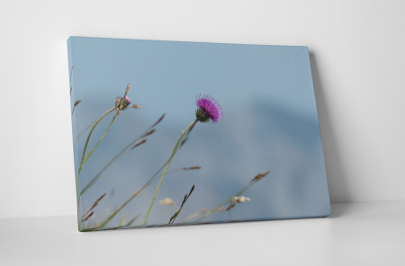 Tablouri Canvas - Tablou canvas : Carduus