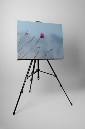 Tablou canvas : Carduus [2]